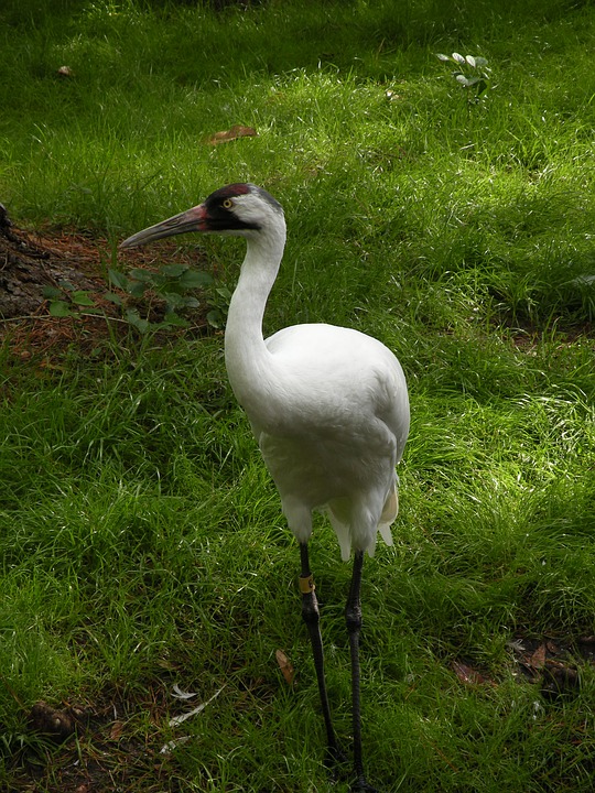 https://pixabay.com/photos/whooping-crane-crane-bird-whooping-1392973/