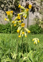 Cowslip