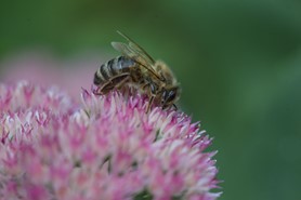 bee clover