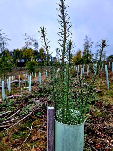 Taunus tiny tree