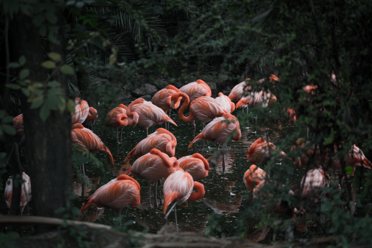 flamingos