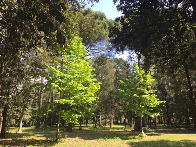 ED poetry tree