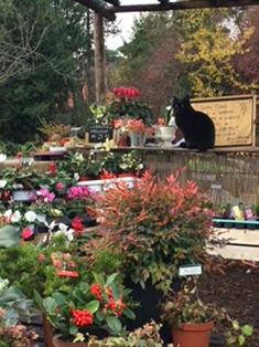 Cat and plants