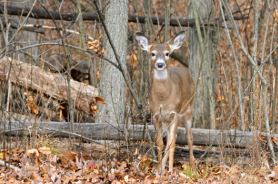 Deer in trees