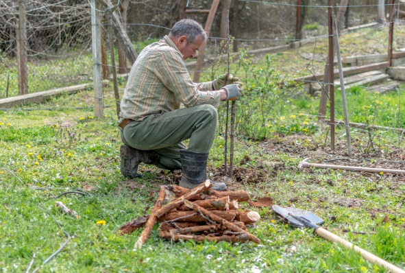 Forester planting