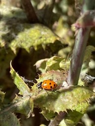 Sheila ladybug