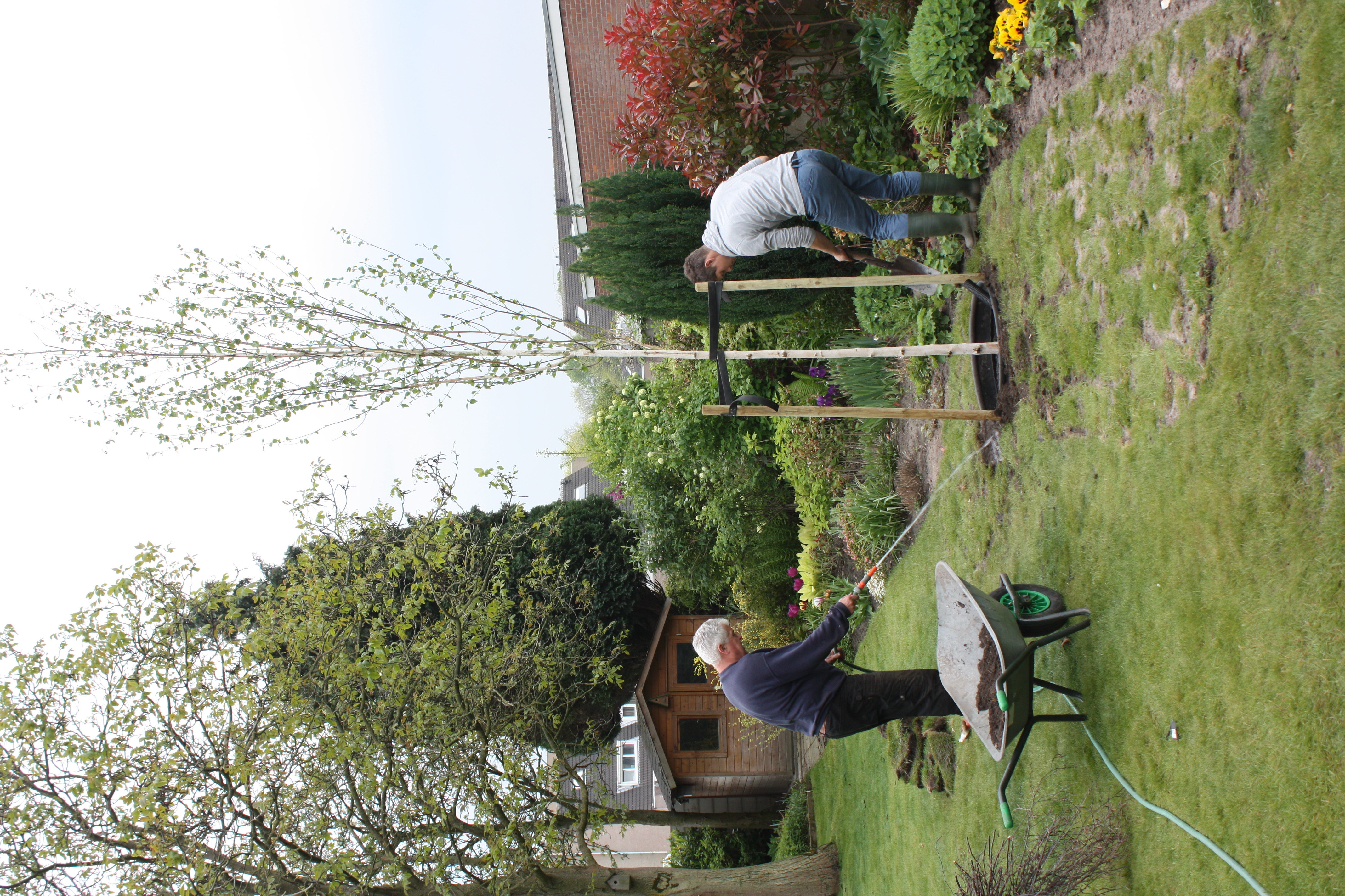 Watering the planted tree