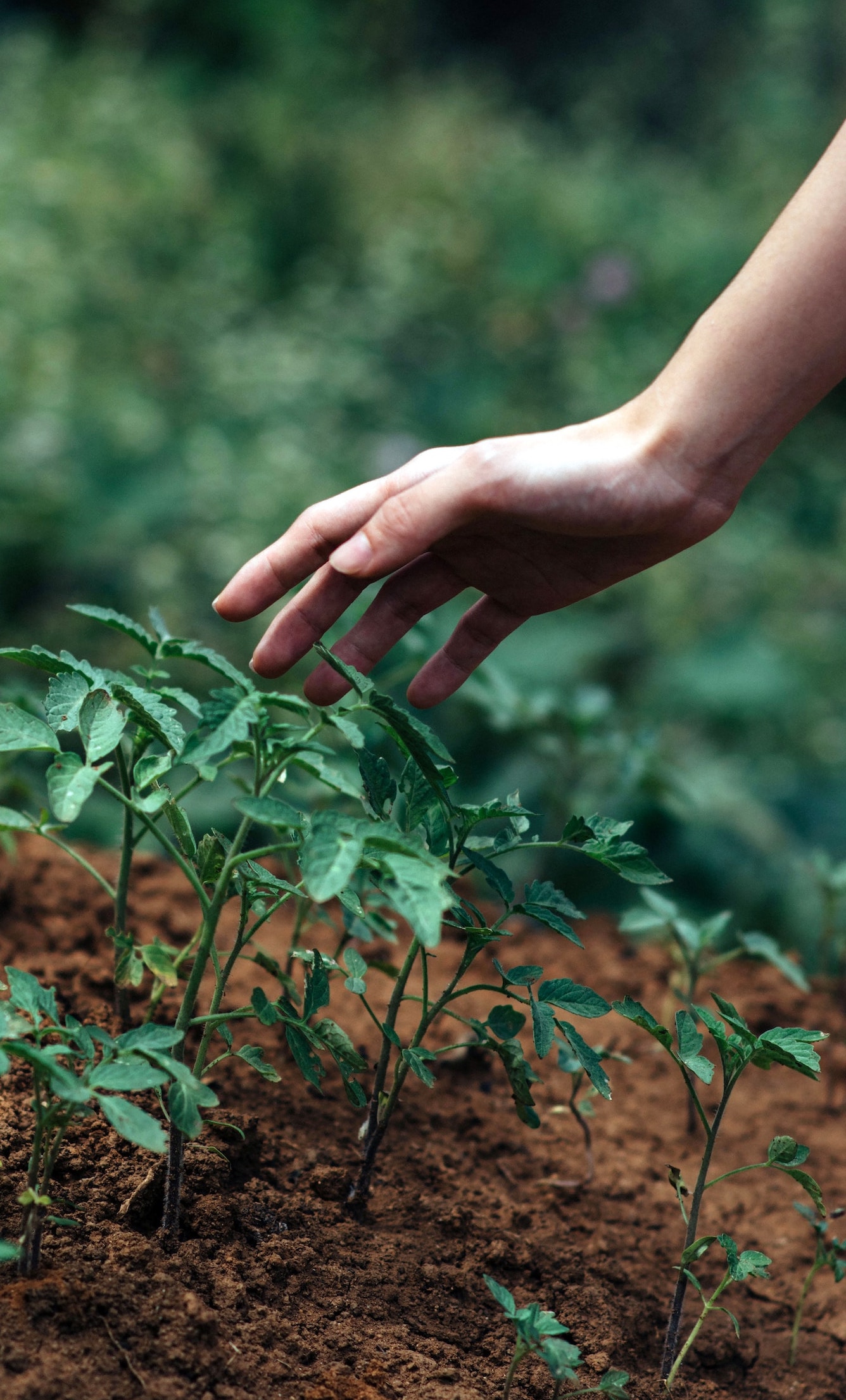 biodiversity soil unsplash