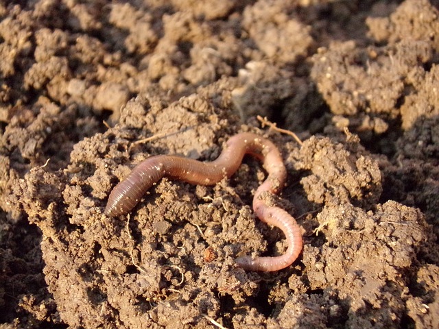 earthworm gf4a89364c 640