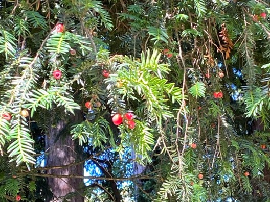 env foraging yew