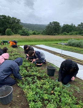 Students weeding the saplings