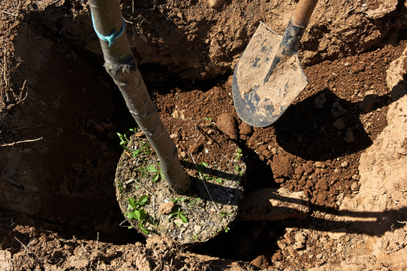 planting with shovel