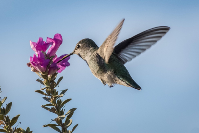 hummingbird